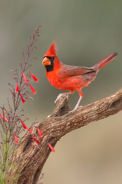 Northern Cardinal male-64 - Lynda Goff Photography
