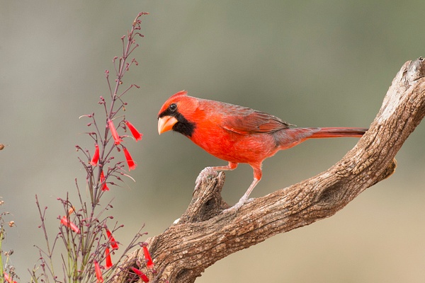 Northern Cardinal male-63 - Lynda Goff Photography