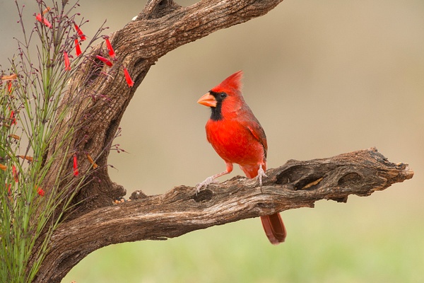 Northern Cardinal male-60 - Lynda Goff Photography