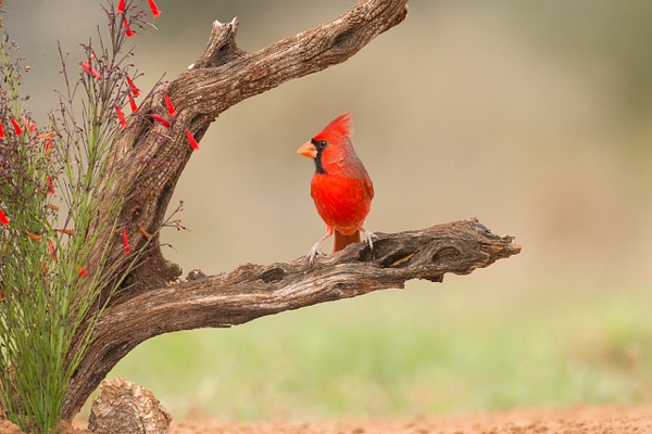 Northern Cardinal male-55 - Lynda Goff Photography