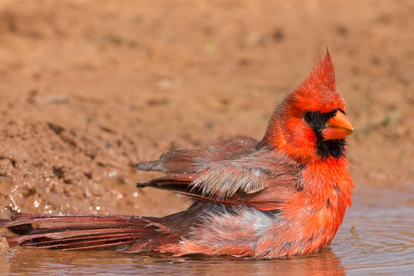 Northern Cardinal male-79 - Lynda Goff Photography