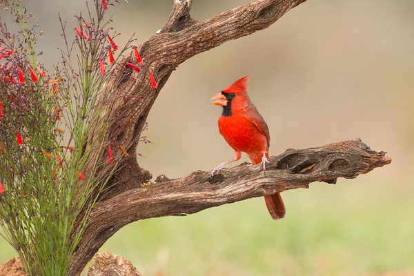 Northern Cardinal male-61 - Lynda Goff Photography
