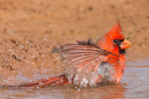 Northern Cardinal male-88 - Lynda Goff Photography