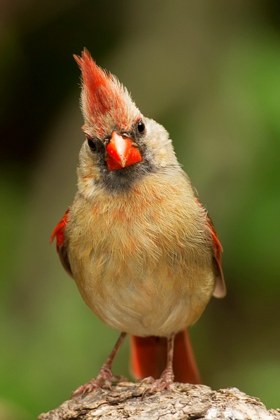 Northern Cardinal-154 - Lynda Goff Photography