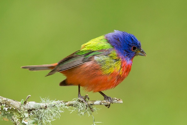Painted Bunting-24 - Lynda Goff Photography