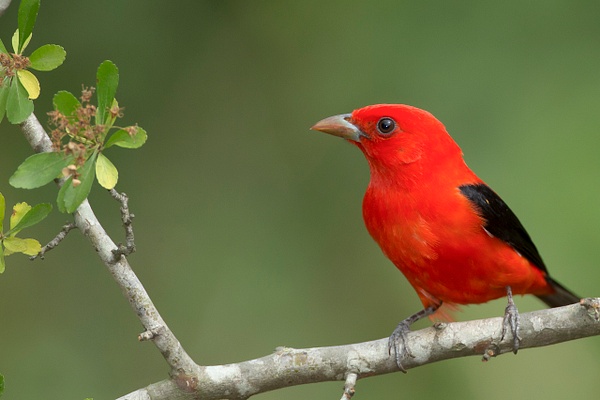 Scarlet Tanager-2 - Lynda Goff Photography