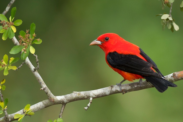 Scarlet Tanager-1 - Lynda Goff Photography