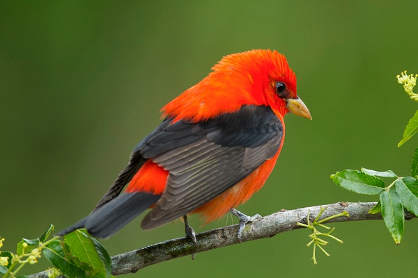 Scarlet Tanager-6 - Lynda Goff Photography