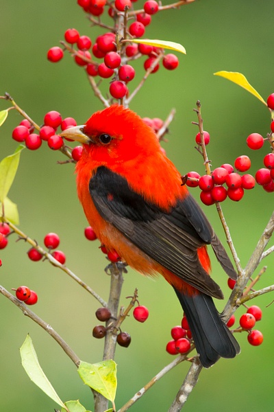 Scarlet Tanager-8 - Lynda Goff Photography