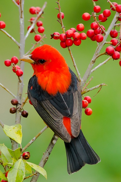 Scarlet Tanager-7 - Lynda Goff Photography