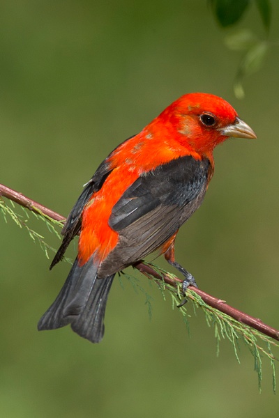 Scarlet Tanager-9 - Lynda Goff Photography