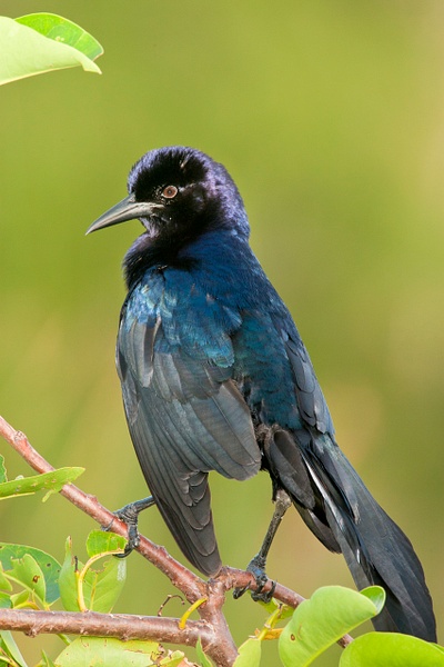 Boat-tailed Grackle-1 - Lynda Goff Photography