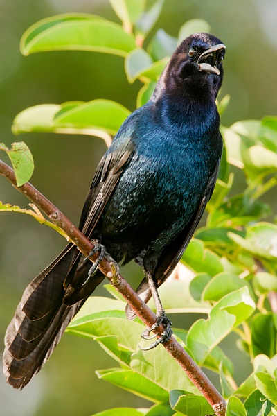 Boat-tailed Grackle-2 - Lynda Goff Photography