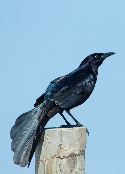 Boat-tailed Grackle-3 - Lynda Goff Photography