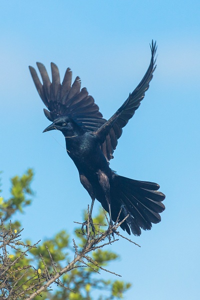 Boat-tailed Grackle-6 - Lynda Goff Photography