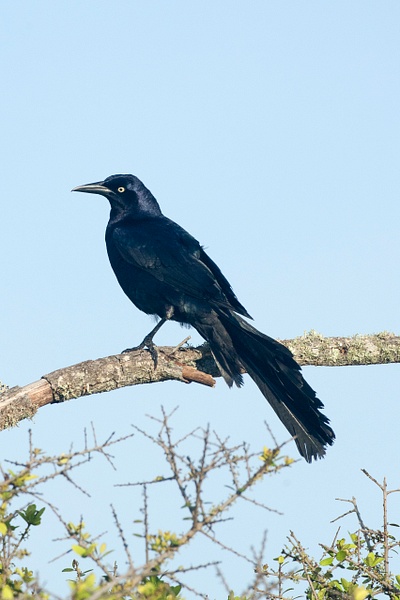 Boat-tailed Grackle-5 - Lynda Goff Photography