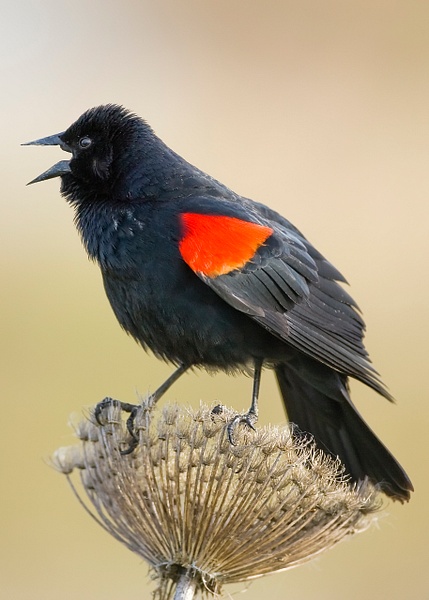 Red-winged Blackbird-16 - Lynda Goff Photography