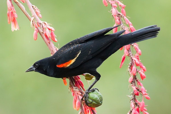 Red-winged Blackbird-23 - Lynda Goff Photography
