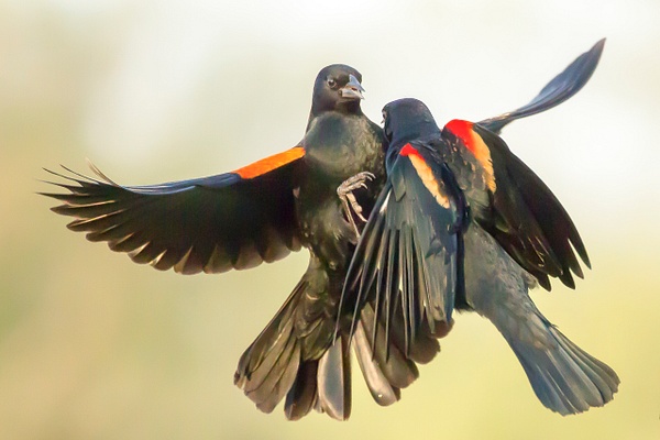 Red-winged Blackbird-24 - Lynda Goff Photography