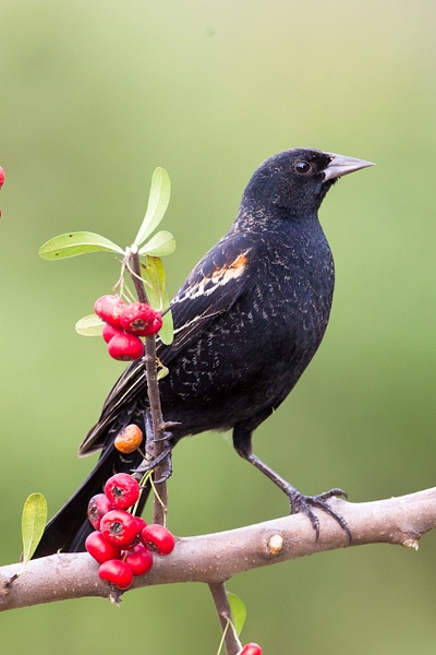 Red-winged Blackbird-25 - Lynda Goff Photography