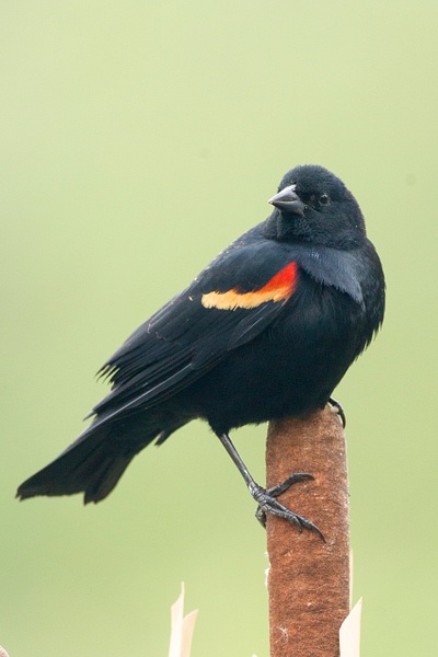 Red-winged Blackbird-26 - Lynda Goff Photography