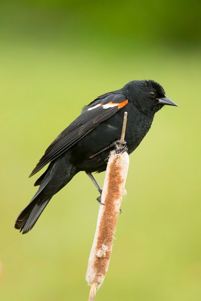 Red-winged Blackbird-50-Edit - Lynda Goff Photography