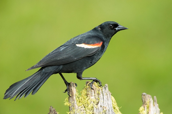 Red-winged Blackbird-55 - Lynda Goff Photography