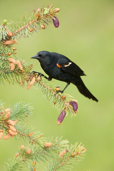 Red-winged Blackbird-60 - Lynda Goff Photography