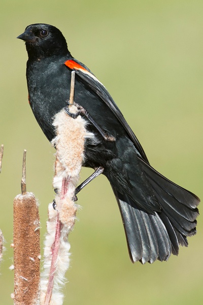 Red-winged Blackbird-86 - Lynda Goff Photography
