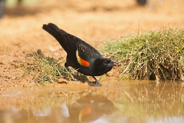 Red-winged Blackbird-106 - Lynda Goff Photography