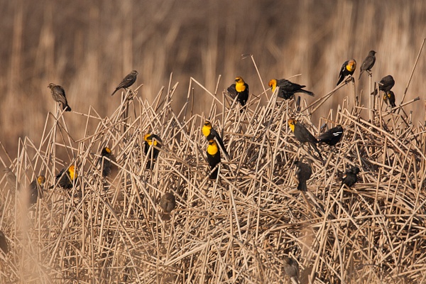 Yellow-headed Blackbird-17 - Lynda Goff Photography