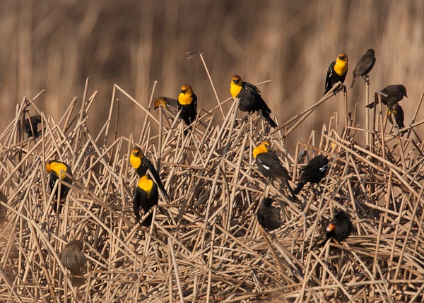 Yellow-headed Blackbird-18 - Lynda Goff Photography