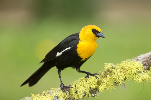 Yellow-headed Blackbird-31 - Lynda Goff Photography
