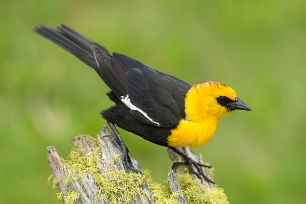 Yellow-headed Blackbird-29 - Lynda Goff Photography
