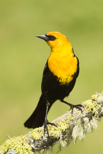 Yellow-headed Blackbird-34 - Lynda Goff Photography