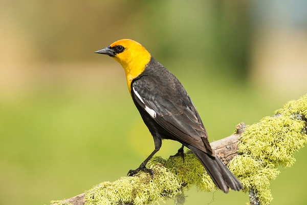 Yellow-headed Blackbird-35 - Lynda Goff Photography