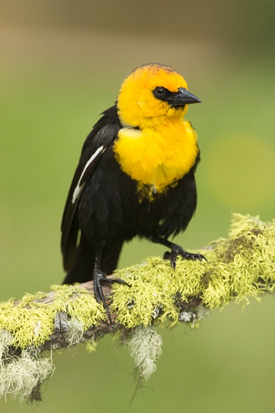 Yellow-headed Blackbird-36 - Lynda Goff Photography