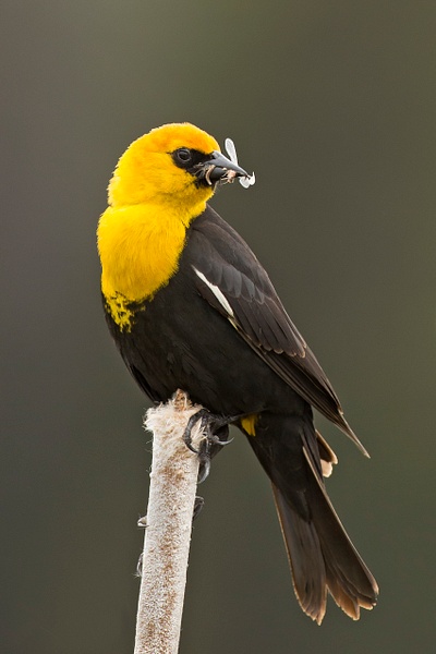 Yellow-headed Blackbird-41-Edit - Lynda Goff Photography