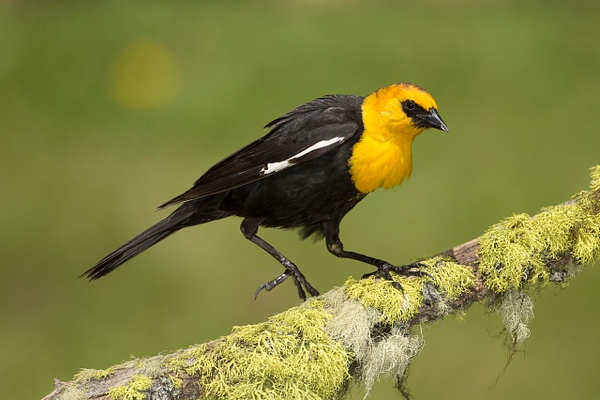 Yellow-headed Blackbird-37 - Lynda Goff Photography