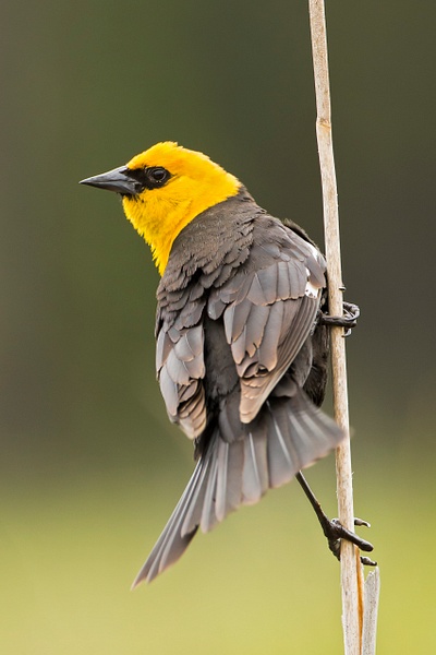 Yellow-headed Blackbird-46 - Lynda Goff Photography
