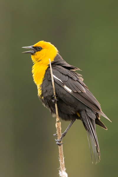 Yellow-headed Blackbird-47 - Lynda Goff Photography
