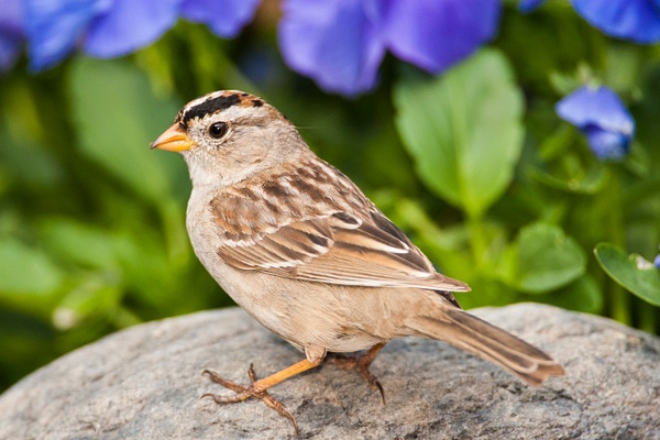 White-crowned Sparrow-44 - Lynda Goff Photography