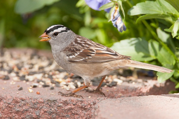 White-crowned Sparrow-35 - Lynda Goff Photography