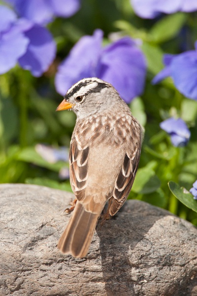 White-crowned Sparrow-37 - Lynda Goff Photography