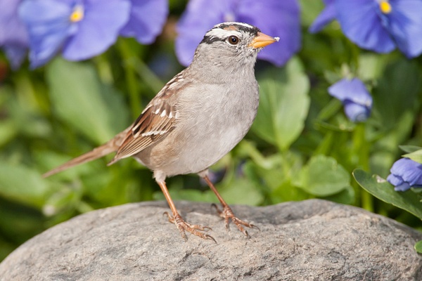 White-crowned Sparrow-51 - Lynda Goff Photography