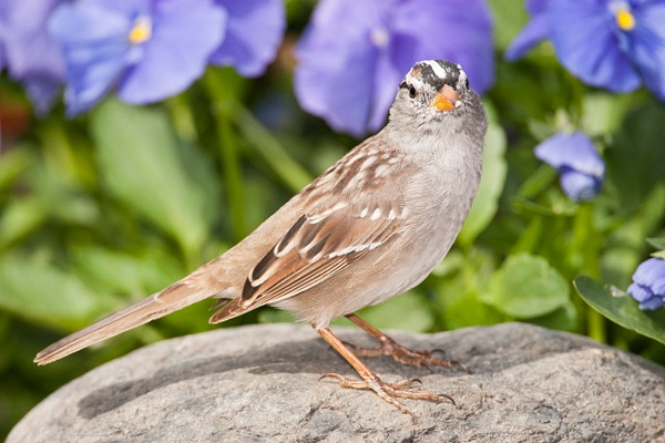White-crowned Sparrow-53 - Lynda Goff Photography