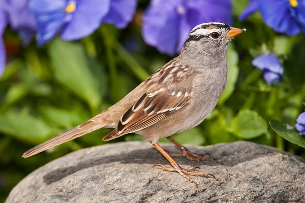White-crowned Sparrow-56 - Lynda Goff Photography