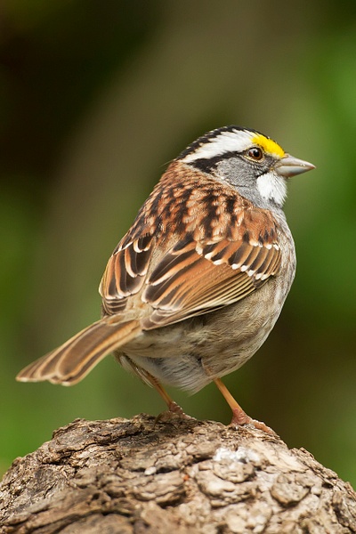 White-throated Sparrow-4 - Lynda Goff Photography