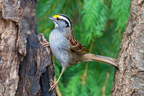 White-throated Sparrow-1 - Lynda Goff Photography