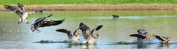 Greater White-fronted Goose-13 - Lynda Goff Photography